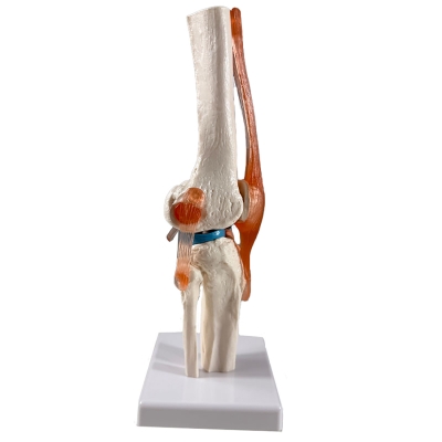 Анатомическая модель коленного сустава человека Corpo Knee-3