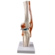 Анатомическая модель коленного сустава человека Corpo Knee